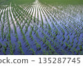 Rice paddy after rice planting 135287745
