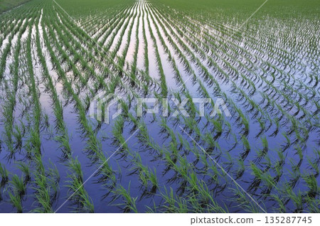 水稻種植後的稻田 135287745
