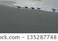 Beach plovers walking on the sand 135287748