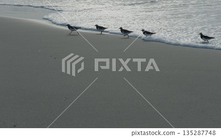 沙灘上的鴴 135287748