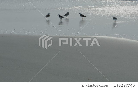 海浪和鳥兒在沙灘上撞擊 135287749