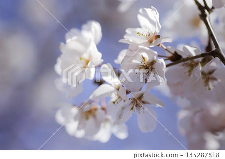 早春盛開的櫻花和藍天，柔和的虛化效果，春日背景素材 135287818