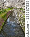 【神奈川縣】比岐地川沿岸的櫻花樹 135287839