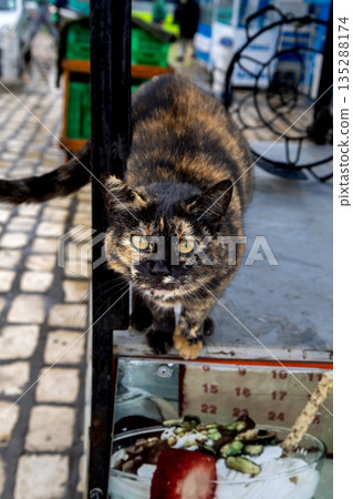 Cat in the Bizerte medina, Tunisia 135288174