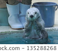 A close-up photo of a sea otter in an aquarium 135288268