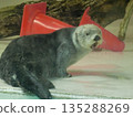 A close-up photo of a sea otter in an aquarium 135288269