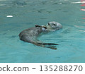 A close-up photo of a sea otter in an aquarium 135288270