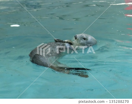 一張水族館裡海獺的特寫照片 一張水族館裡海獺的特寫照片 135288270