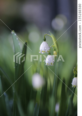 雪花與水滴，春花，柔和的背景，邊緣 135288380