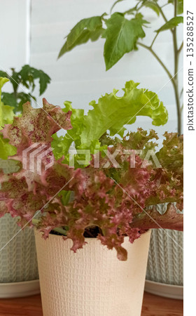 Fresh green and red leaf lettuce growing in a pot 135288527