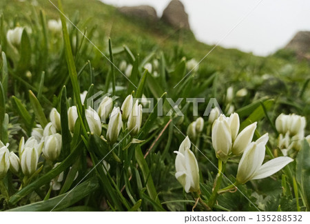 Close-up view of small white wildflowers blooming Close-up view of small white wildflowers blooming 135288532