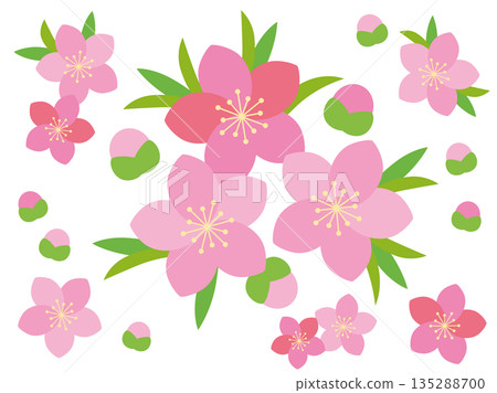 Hinamatsuri peach blossom illustration Hinamatsuri peach blossom illustration 135288700