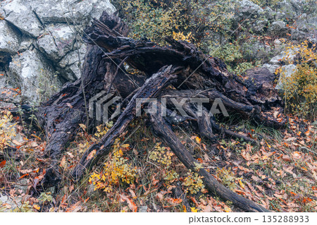 Autumn Woodland Scene With A Large Fallen Tree Trunk And Weathered Roots Autumn Woodland Scene With A Large Fallen Tree Trunk And Weathered Roots 135288933