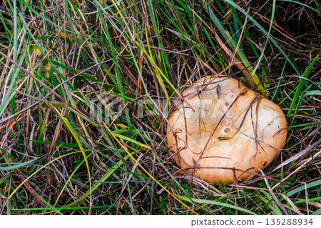 Orange Mushroom Hidden Among Tall Grass on Forest Floor in Natural Outdoor Setting Bright Morning 135288934