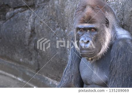「天氣依然寒冷，」這隻感覺不舒服的冬日大猩猩說。 135289069