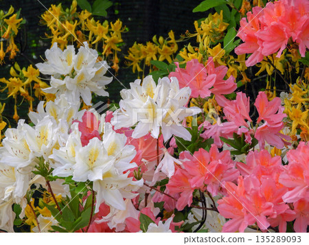 White, yellow and coral rhododendron flowers in botanical garden 135289093