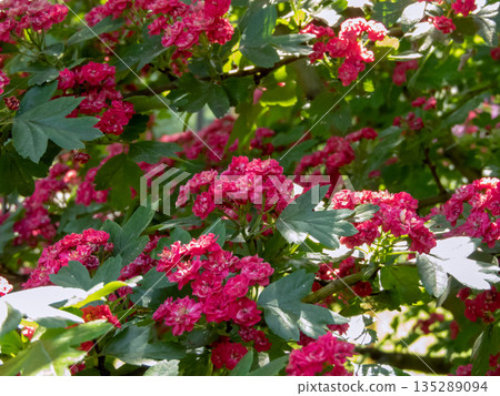 Crataegus laevigata bush in full bloom. Red double flowers in the spring garden. Hawthorn shrub. Crataegus laevigata bush in full bloom. Red double flowers in the spring garden. Hawthorn shrub. 135289094
