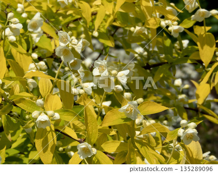 Blooming philadelphus mock orange with white flowers and yellow foliage Blooming philadelphus mock orange with white flowers and yellow foliage 135289096