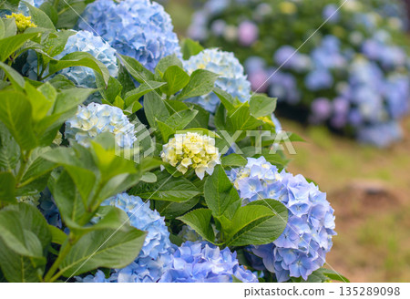 Blue hydrangea macrophylla flower heads and yellow buds close-up with multicolor background Blue hydrangea macrophylla flower heads and yellow buds close-up with multicolor background 135289098