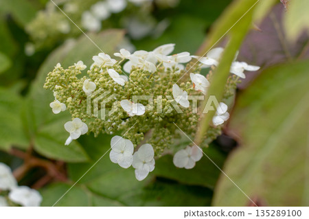 White oakleaf hydrangea flower panicle close up showing sterile and fertile blooms. Hydrangea quercifolia White oakleaf hydrangea flower panicle close up showing sterile and fertile blooms. Hydrangea quercifolia 135289100
