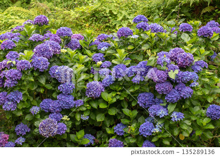 Dark purple hydrangea macrophylla hedge in bloom 135289136