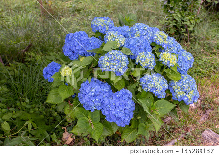 Compact bigleaf hydrangea bush with bright blue blooms and yellow buds in garden. Hydrangea macrophylla Compact bigleaf hydrangea bush with bright blue blooms and yellow buds in garden. Hydrangea macrophylla 135289137