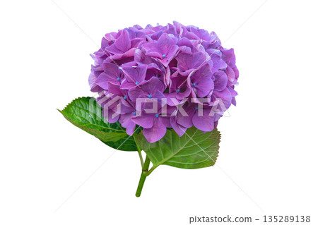 Bigleaf hydrangea inflorescence isolated on white. Hydrangea macrophylla. Hortensia purple flower. 135289138