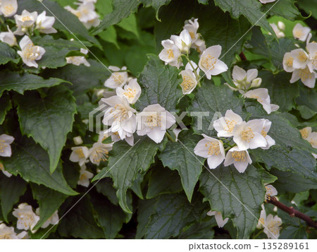 Philadelphus mock orange white flowers close up. Hydrangeaceae shrub Philadelphus mock orange white flowers close up. Hydrangeaceae shrub 135289161