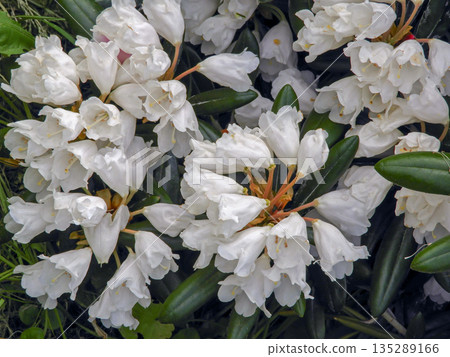 Rhododendron yakushimanum white flowers with dark green leaves in garden 135289166