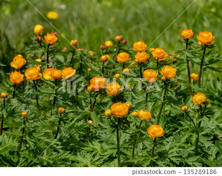 Asian globeflowers trollius asiaticus blooming with bright orange flowers 135289186