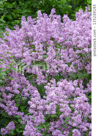 Syringa prestoniae pink flower panicles. Oleaceae botanical rertical image 135289193