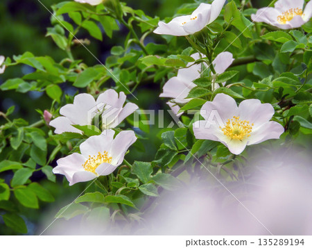 Rosa canina pink flowers close up. Rosaceae in the botanical garden Rosa canina pink flowers close up. Rosaceae in the botanical garden 135289194