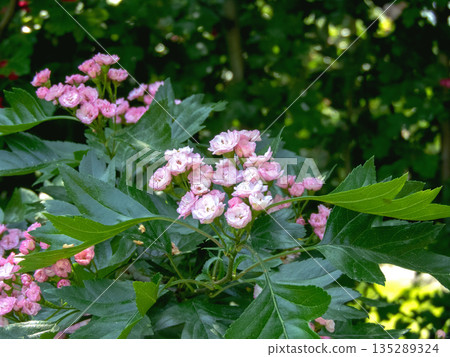 Crataegus mordenensis pink double flowers and green foliage. Spring bloom of morden hawthorn in the garden Crataegus mordenensis pink double flowers and green foliage. Spring bloom of morden hawthorn in the garden 135289324