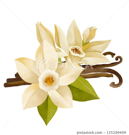 Hand-drawn watercolor blooming vanilla flowers and vanilla pods, leaves and buds composition isolated on white background Hand-drawn watercolor blooming vanilla flowers and vanilla pods, leaves and buds composition isolated on white background 135289409