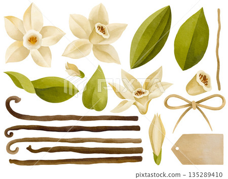 Hand-drawn watercolor collection of blooming vanilla orchid flowers and vanilla pods, leaves and bow isolated on white background 135289410