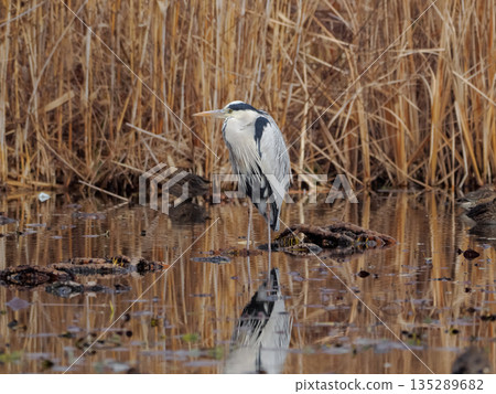 Gray heron 135289682