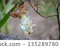 Brown cicada in the process of emerging 135289780