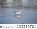 Dunlin in the tidal flat 135289781