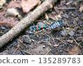 Tiger beetle carrying food 135289783