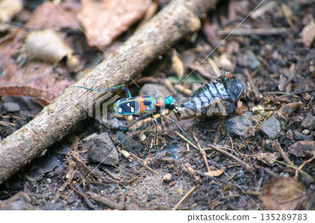 Tiger beetle carrying food Tiger beetle carrying food 135289783
