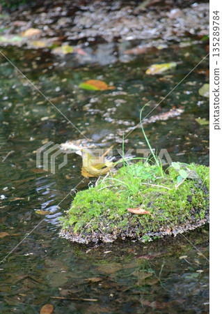 A green sparrow resting on a pond 135289784
