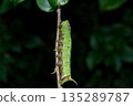 Hawk moth larvae perched on a branch 135289787