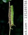 Hawk moth larvae perched on a branch 135289788