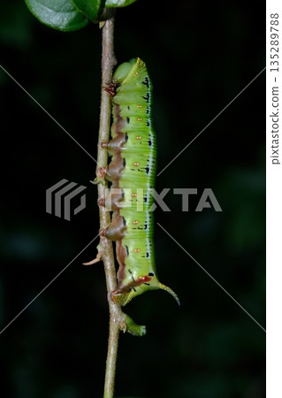 天蛾幼蟲棲息在樹枝上 135289788