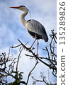 Gray heron perched on a branch 135289826