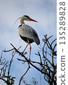 Gray heron perched on a branch 135289828