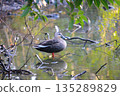 Spot-billed Duck 135289829