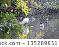 Little pond egret and spot-billed duck 135289831