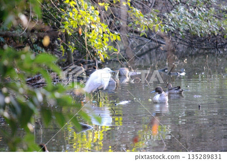 Little pond egret and spot-billed duck 135289831