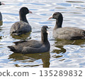Flock of coots 135289832